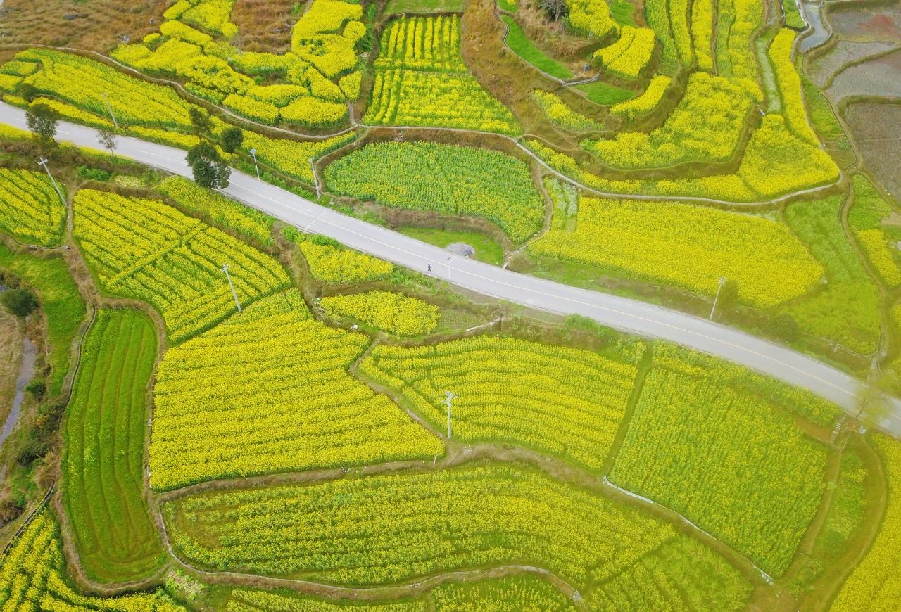 錦屏縣鐘靈鄉 油菜花開富鄉村，稻油輪作繪就金色畫卷